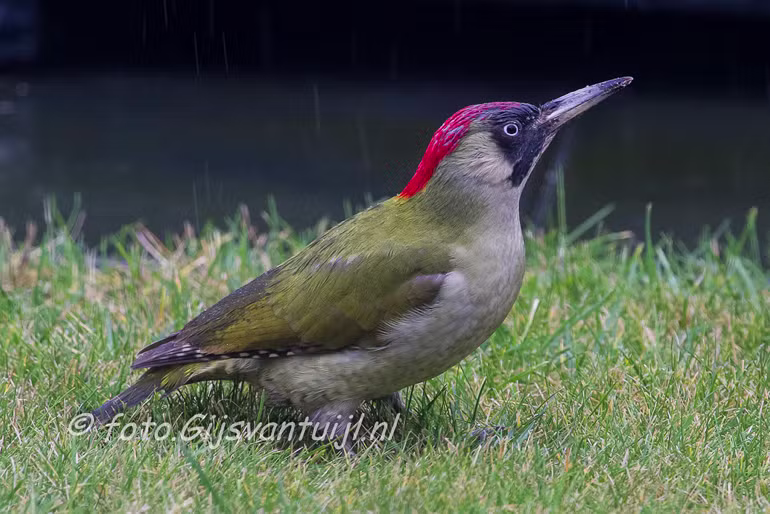 Specht GROEN Lo